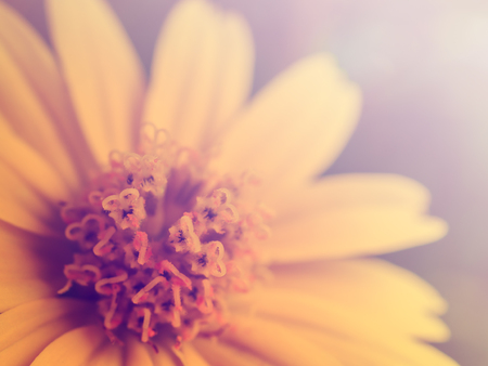 Close up image of heart shape pollen of yellow daisy flower in cross process color filter, Soft and selective focusの写真素材