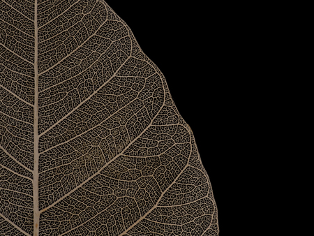Close up image of Old and ruined dried Bodhi leaf on black background. Fetish of Buddhistの写真素材
