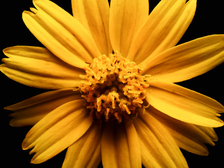 High angle and close up image of yellow daisy flower isolate on black background, High contrastの写真素材