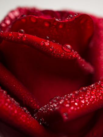 Side-view and close-up image of droplets on beautiful blooming red rose flower, Selective focus and shallow DOF, Valentine day conceptの写真素材
