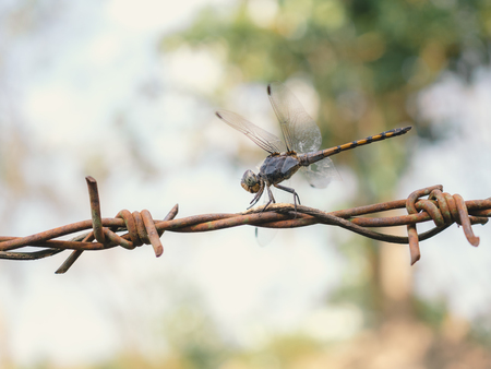 Close-up image of beautiful dragonfly sitting on rust barbed wire on blurred nature backgroudの写真素材