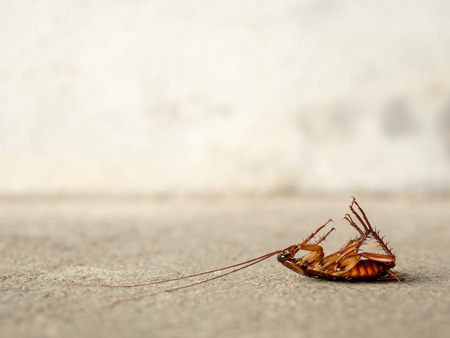 Dead cockroach on floor with copy sapce. pest control, health and hygiene concept