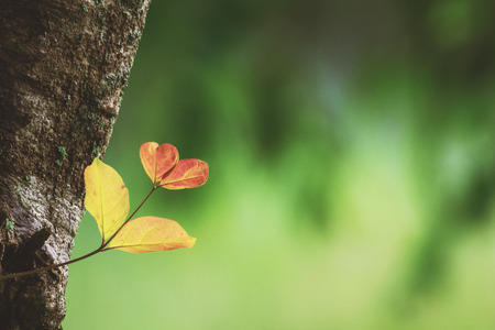 Young leaves growing of the big tree look like heart shape on blurred background with copy space. Conservation, global warming, valentine's day and love conceptの写真素材