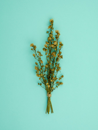 Top view bouquet of dried and wilted yellow Gypsophila flowers on blue backgroundの写真素材