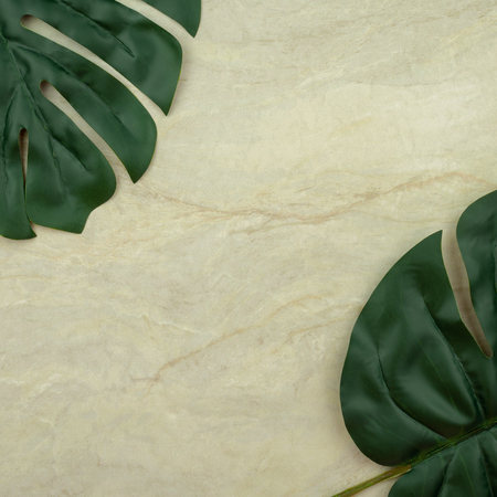 Top view of Monstera leaf on empty brown matt marble for use as background or wallpaper, Copy spaceの写真素材