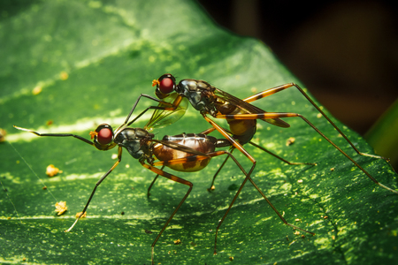 Couple Stilt Legged Flies (Micropezidae) mating on leaf in natureの写真素材