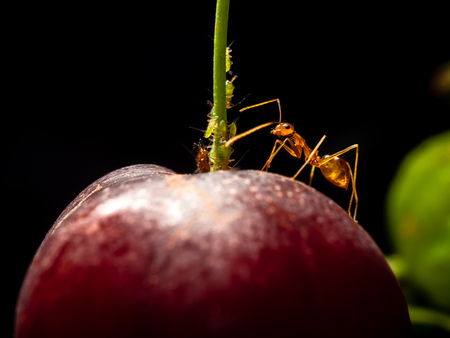 Worker yellow crazy ant (Anoplolepis gracilipes) protect aphids on red ripe Suriname cherry (Eugenia uniflora). Relationship between aphids and ants is symbiotic.の写真素材