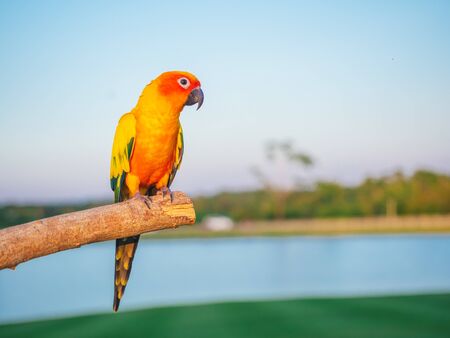 Beautiful Sun Conure parrot perched on branches in the park in a cute manner with copy space. Sun Conure is a bird pet that is left to live freely.の写真素材