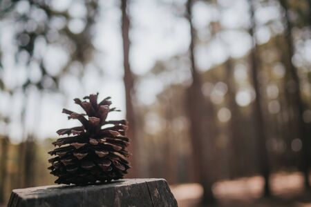 Close up and side view image of dry pinecone against blurred bokeh background of pine trees with copy space.の写真素材