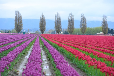 colorful tulip farm in washingtonの写真素材