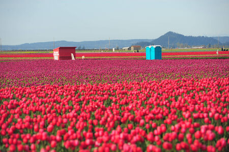 tulip flower field in a farm in washingtonの写真素材