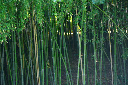 green bamboo stem in a japanese gardenの写真素材