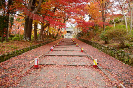 staircase in an entrance of a temple in kyoto with red maple foliage in autumnのeditorial素材