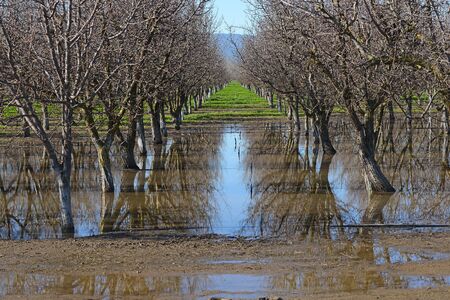 almond tree farm with its reflection in a pondの写真素材