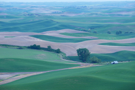 green wheat hills of farming crop area in palouse washington with morning sunlightの写真素材