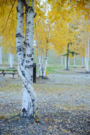 fall color of aspen tree in alaskaの写真素材