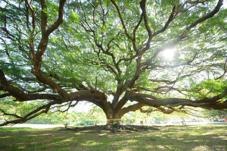 the big tree in thailand with branchの写真素材