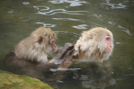 snow monkey with hot springs in naganoの写真素材