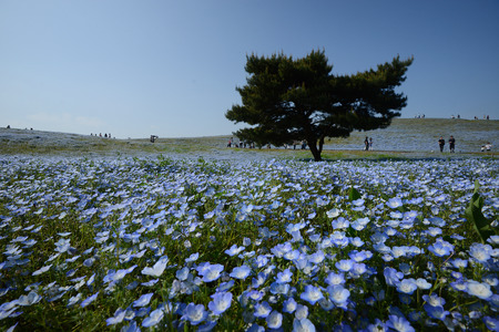 nemophila bloom in japanの写真素材
