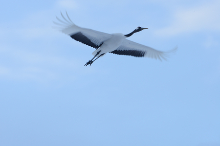 Japanese crane in Hokkaidoの写真素材