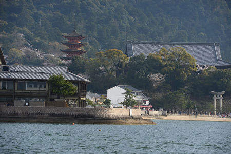 cherry blossom with pagoda at miyajimaの写真素材