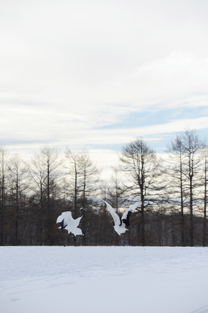 Japanese crane in Hokkaidoの写真素材