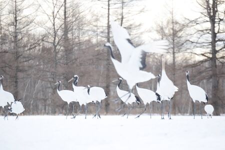 Japanese crane in Hokkaidoの写真素材