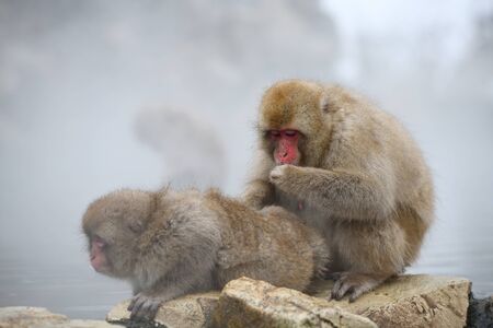 snow monkey at Nagano, Japanの写真素材
