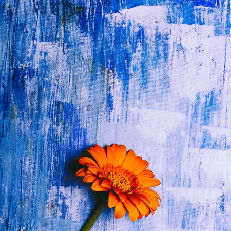 Orange flower. Minimalism fashion artの写真素材