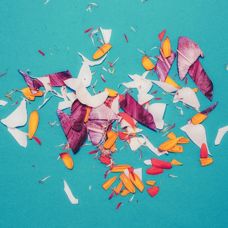 Cut petals flower. Minimalist fashion style art.の写真素材