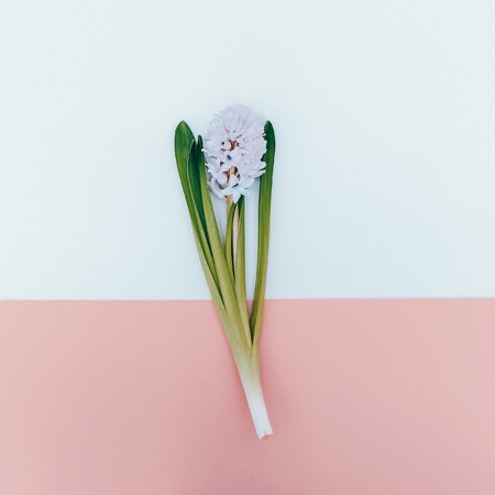 Delicate Flower Minimalism fashion style. Pastel Color trend