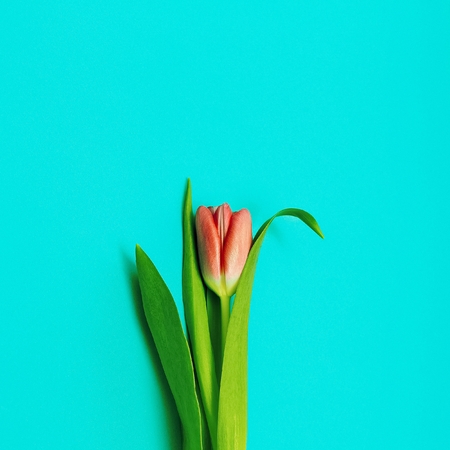 Red tulip on blue background. Minimalism photo