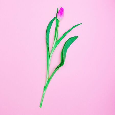 Pink Tulip Minimal style design.の写真素材