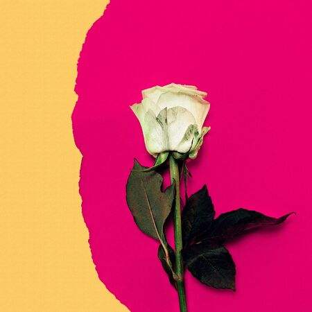 White Rose on a stylish background. Minimalism Artの写真素材