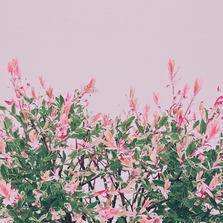 Bloom. Minimalism fashion style