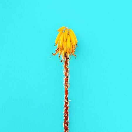 Yellow tropical flower. Creative design. Minimal fashion art galleryの写真素材