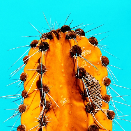 Cactus Honey. Minimal fashion art galleryの写真素材