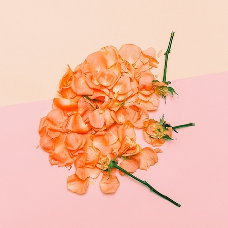 Minimal creative design. rose petals on pastel background. Art Helpの写真素材