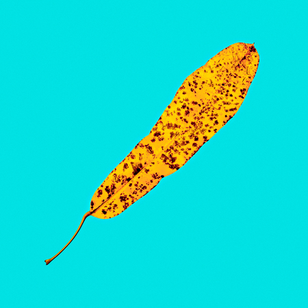 Leaf Tree Minimal art designの写真素材