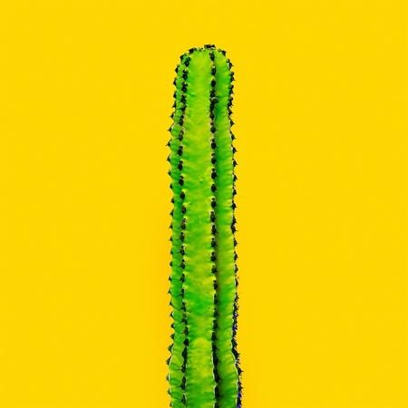 Green cactus on a yellow background. Minimal art galleryの写真素材