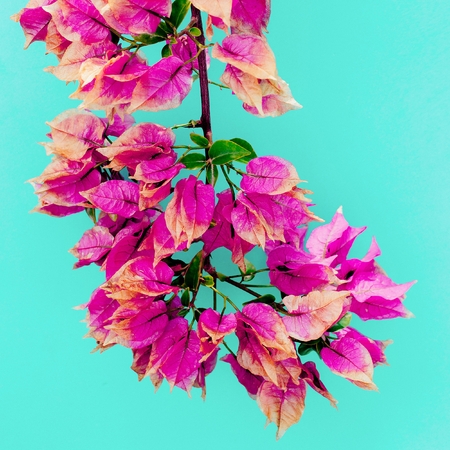 Tropical flowers. Minimal art design Fuchsiaの写真素材