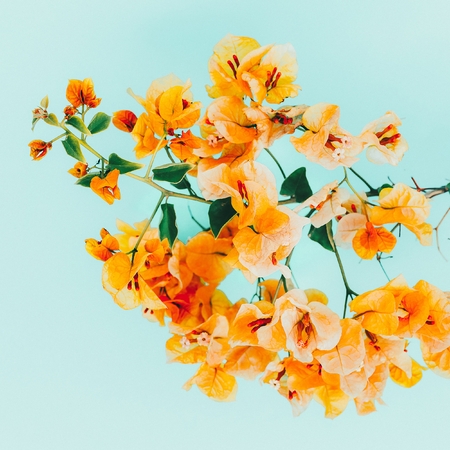 Yellow flowers. Tropical style. Minimal artの写真素材