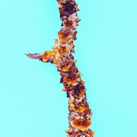 Spine Cactus Minimal Creative Ideaの写真素材