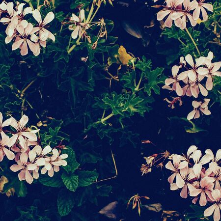 Vintage flowers background Minimal art design idea