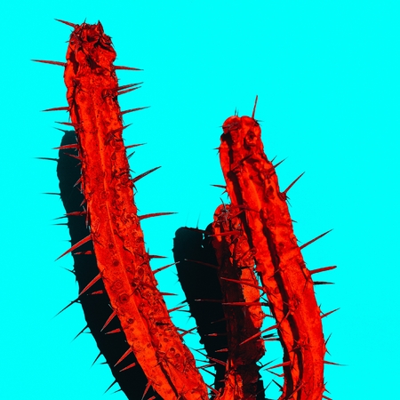 Red Cactus with shadow. Creative design. Minimal art galleryの写真素材