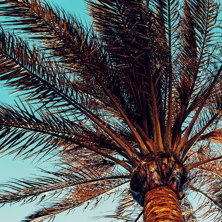 Palm background. Minimal styleの写真素材