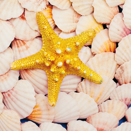 Starfish. Sea mood. Minimal artの写真素材