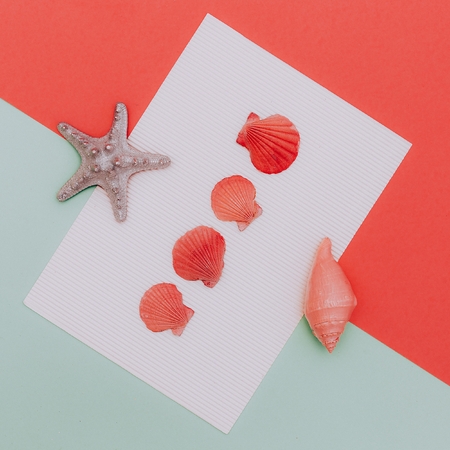 Shells and starfish. Background. Sea vibesの写真素材