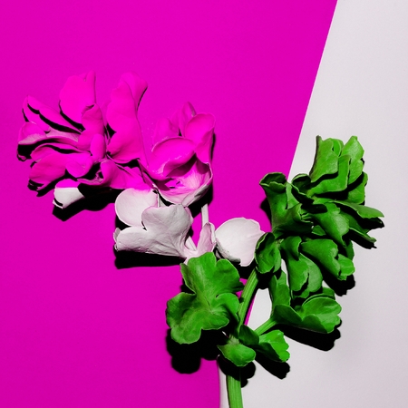 Flower in paint. Art design Minimalの写真素材