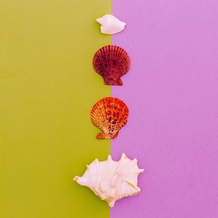 Set shells. Ocean style. Minimal art fashion designの写真素材